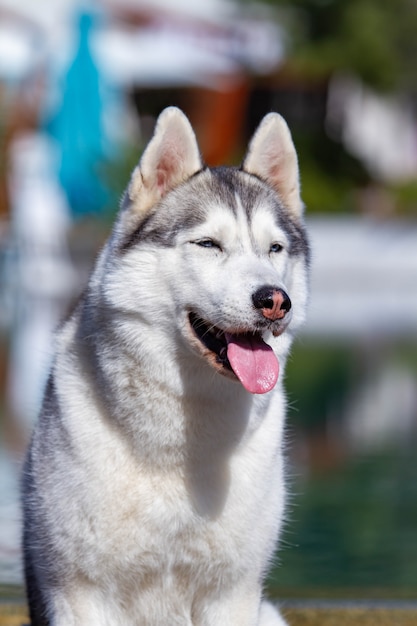 Porträt eines flauschigen Siberian Husky