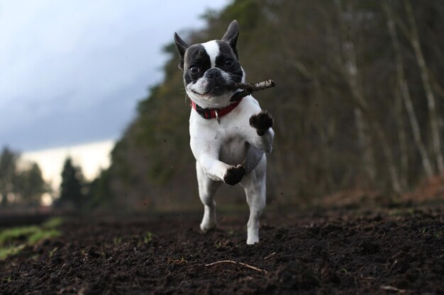 Porträt eines französischen Bulldogs, der auf einem Feld auf einer Farm springt