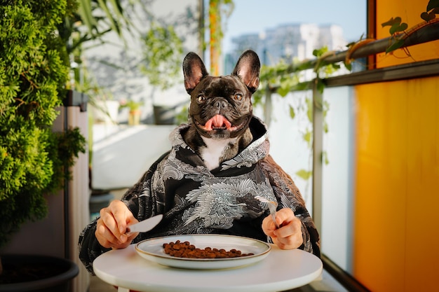 Porträt eines Frennch-Buldog-Hunds, der zu Hause auf dem Balkon von einem Teller auf dem Tisch isst