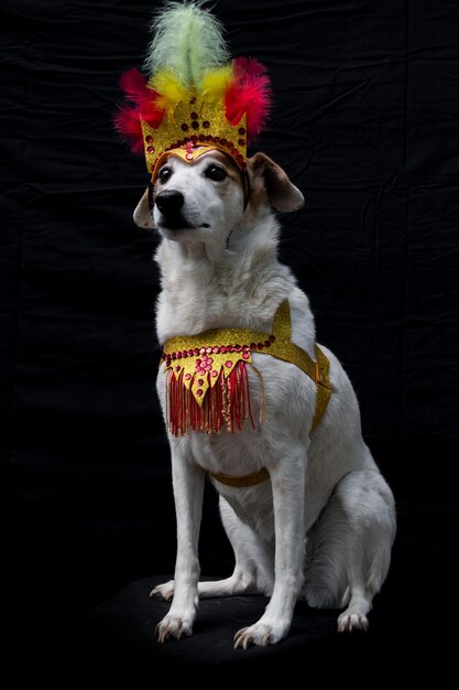 Porträt eines für Karneval gekleideten Hundes mit Federn, Pailletten und Glitzer auf schwarzem Hintergrund