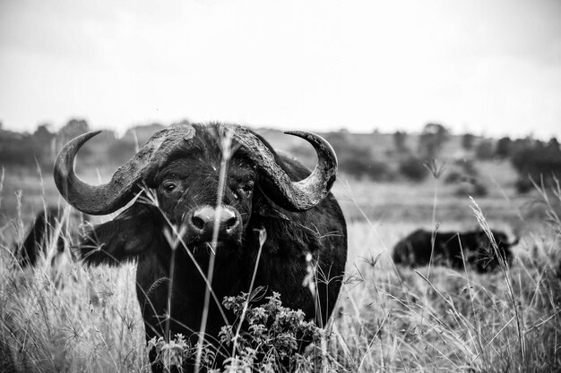 Foto porträt eines gehörnten tieres auf einer landschaft