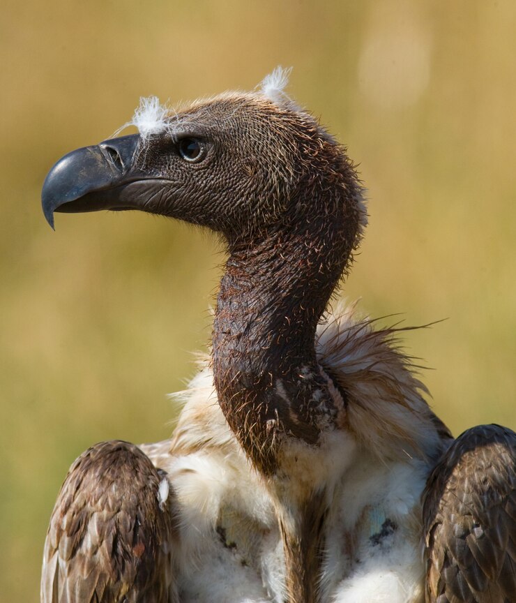 Foto porträt eines geiers nahaufnahme kenia tansania safari ostafrika