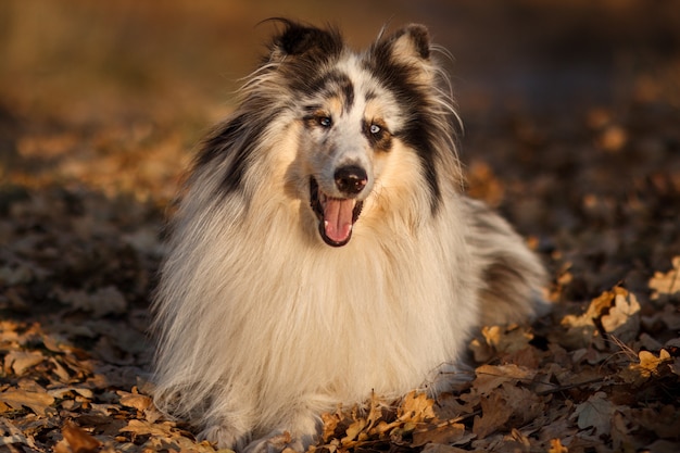 Porträt eines gelb marmorierten Rough Collies im Herbst