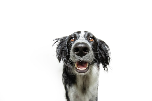 Foto porträt eines glücklich lächelnden mischlingswelpenhundes isoliert auf weißem hintergrund
