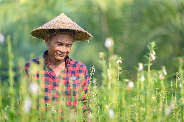 Porträt eines glücklichen älteren asiatischen Bauern am Sesamgarten