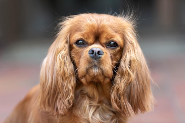 Porträt eines glücklichen Hundekavalierspaniels