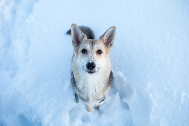 Porträt eines glücklichen Mischlingshundes, der in der Morgendämmerung auf einem Winterfeld läuft und die Kamera betrachtet.