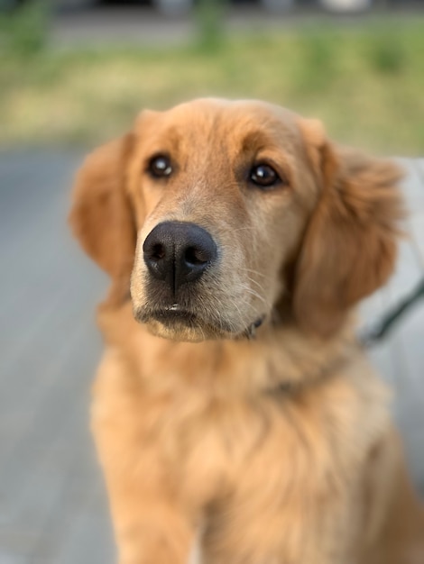 Porträt eines Golden Retriever-Hundes