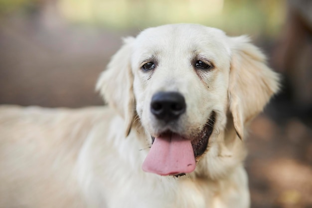 Porträt eines Golden Retriever mit einer rosa Zunge, die herausragtGolden Retriever streckte seine Zunge heraus