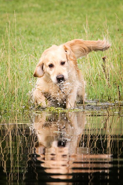 Foto porträt eines golden retrievers im gras