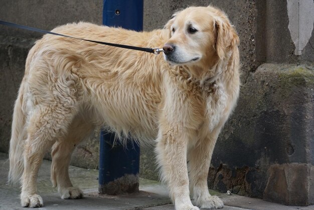 Porträt eines Golden Retrievers