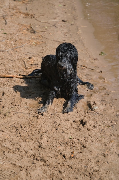 Porträt eines Goldendoodle-Hundes Der Hund liegt mit nassem Locken am Strand