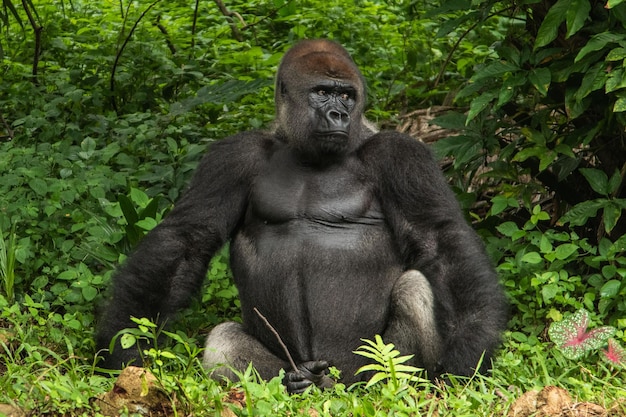 Foto porträt eines gorillas an land