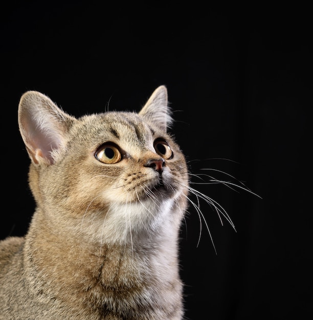 Porträt eines grauen Kätzchens schottische gerade Chinchilla auf einer schwarzen Wand, Nahaufnahme