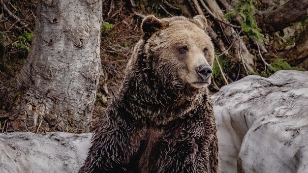 Porträt eines Grizzlybären