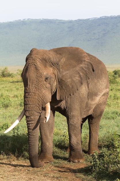 Porträt eines großen Elefanten mit einem gebrochenen Stoßzahn. NgoroNgoro, Tansania