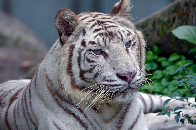 Porträt eines großen goldenen Tigers