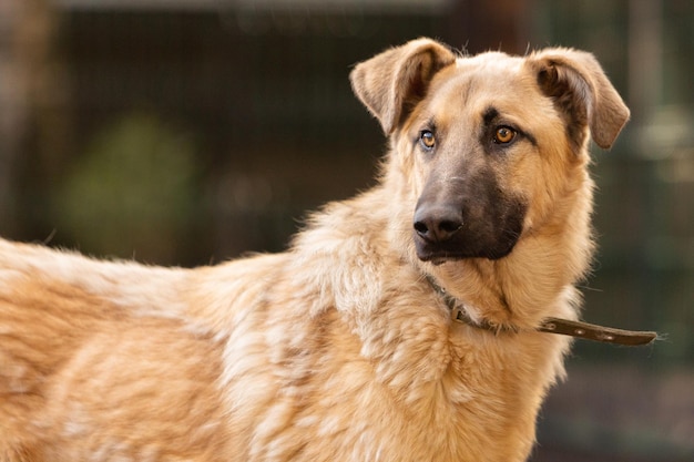 Porträt eines großen roten Mischlingshundes in einem Tierheim für streunende Hunde