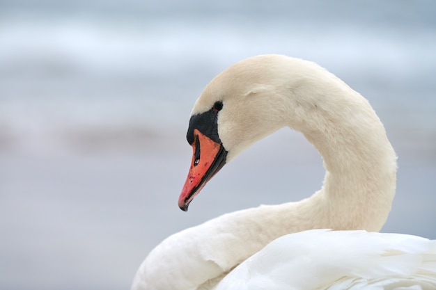 Porträt eines großen weißen Höckerschwans neben der Ostsee, Makro. Nahaufnahme des Schwanenkopfes, der Details seiner Federn, seines Schnabels und seiner Augen zeigt.