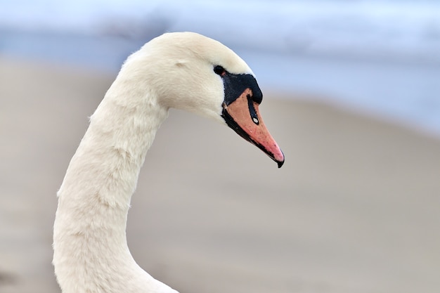 Porträt eines großen weißen Höckerschwans neben der Ostsee, Makro. Nahaufnahme des Schwanenkopfes, der Details seiner Federn, seines Schnabels und seiner Augen zeigt.