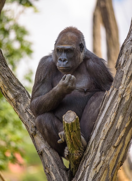 Porträt eines großen westlichen Flachlandgorillas