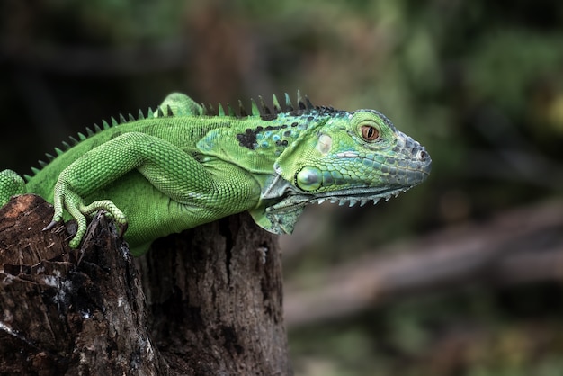 Porträt eines grünen Leguans in den hellen Farben
