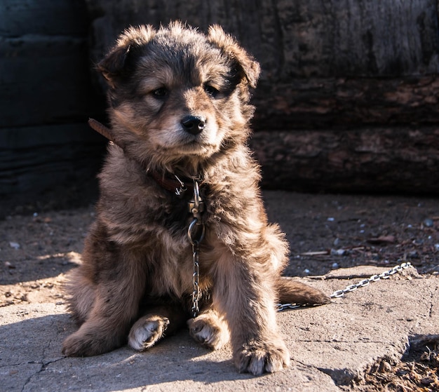 Foto porträt eines haarigen hundes, der auf der straße sitzt