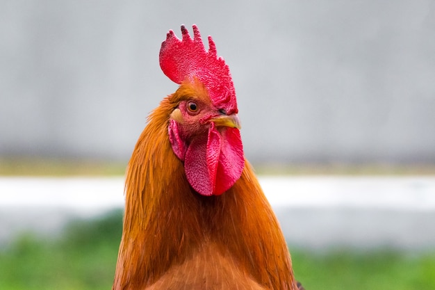 Porträt eines Hahns mit einem stolzen Blick