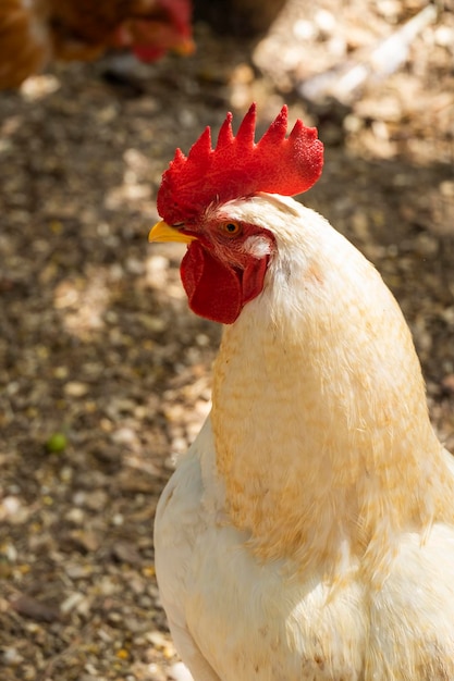 Porträt eines Hahns mit weißem Gefieder in Nahaufnahme. Broilerhuhn auf dem Bauernhof im Freien. Platz für Text