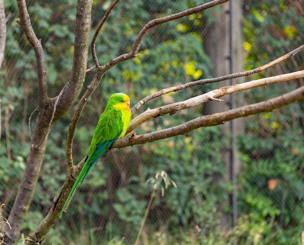 Porträt eines hellgrünen Papageien