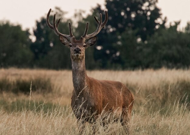 Porträt eines Hirsches auf einem Feld