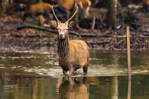 Foto porträt eines hirsches, der im wasser steht