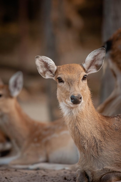 Porträt eines Hirsches, der im Zoo sitzt