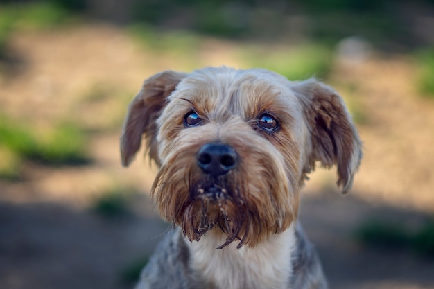 Porträt eines hübschen Hundes im Park