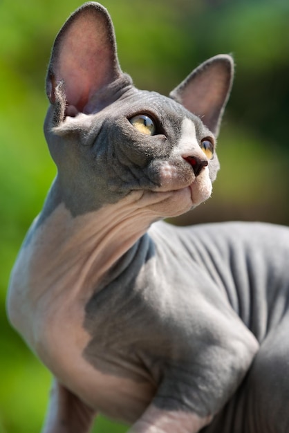 Porträt eines hübschen kanadischen Sphynx-Kätzchens mit großen gelben Augen im Freien an einem sonnigen Sommertag