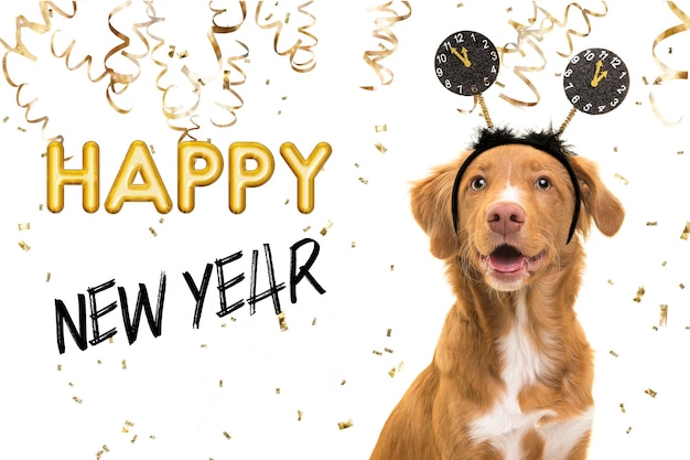 Foto porträt eines hübschen nova scotia duck tolling retriever-hundes, der ein neujahrsdiadem auf weißem hintergrund mit goldenen partygirlanden und text frohes neues jahr 2021 trägt