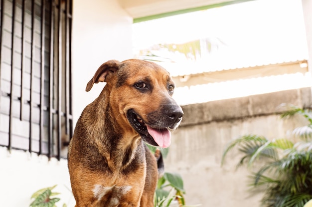 Porträt eines Hundehaustiers, das in die Kamera schaut