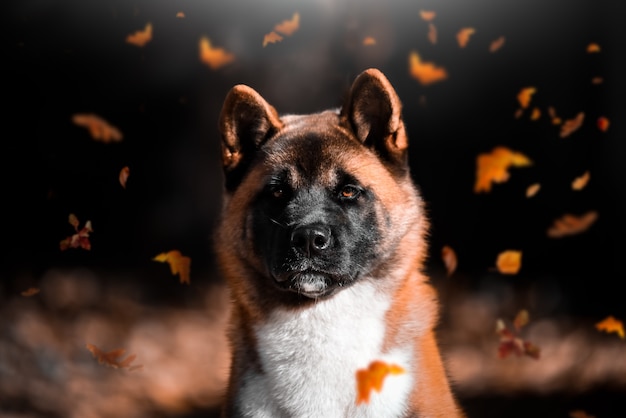 Porträt eines Hunderasse Amerikaners Akita im Herbstlaubfall in den Park.