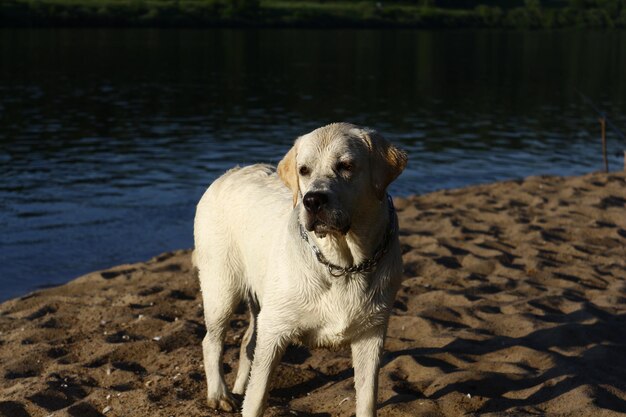 Foto porträt eines hundes am strand