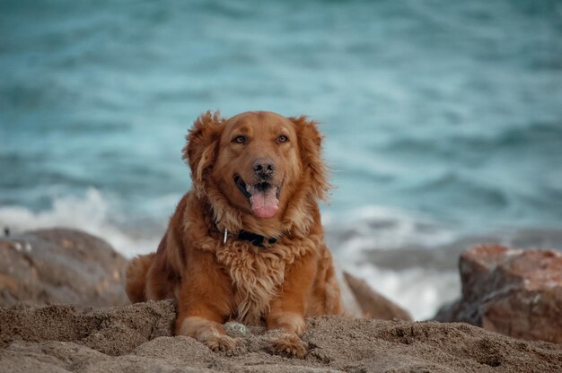 Porträt eines Hundes am Strand