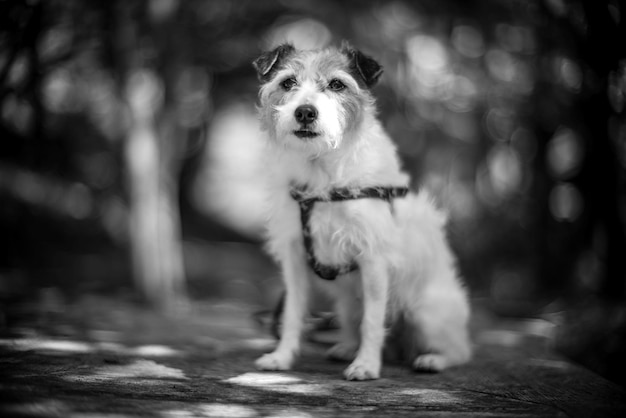 Foto porträt eines hundes an land