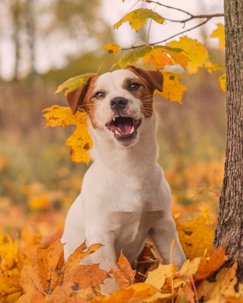 Porträt eines Hundes auf Blättern im Herbst