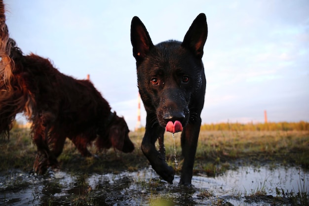 Foto porträt eines hundes auf dem feld gegen den himmel