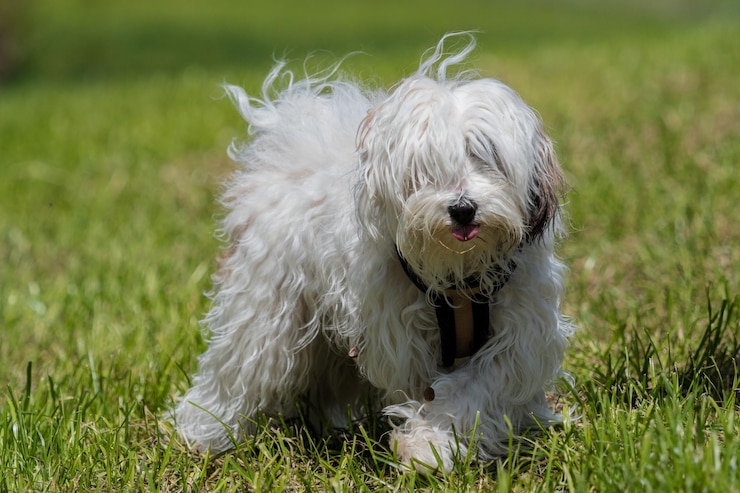 Foto porträt eines hundes auf dem feld