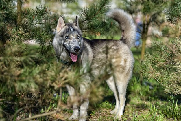 Foto porträt eines hundes auf dem feld