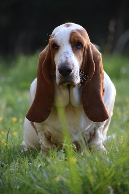 Foto porträt eines hundes auf dem feld