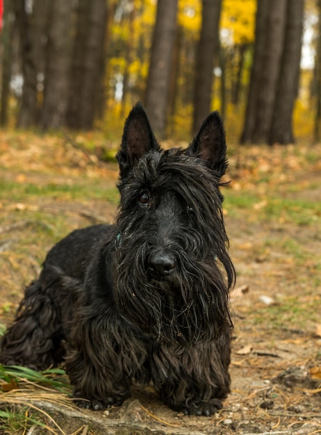 Porträt eines Hundes auf dem Feld