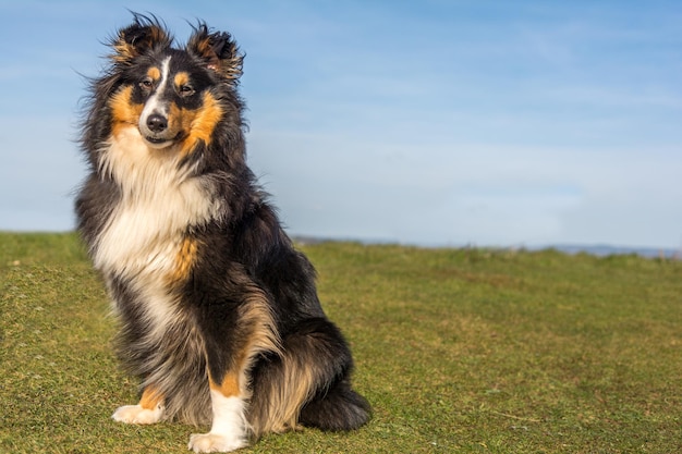 Porträt eines Hundes auf dem Feld