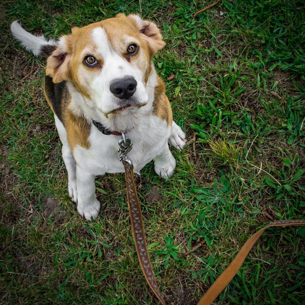 Foto porträt eines hundes auf dem feld