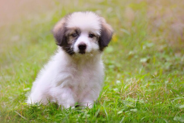 Foto porträt eines hundes auf dem feld